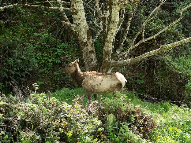 elk copy