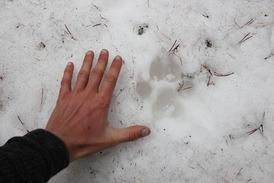 wolf-print