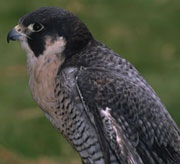 peregrine-falcon-head-web